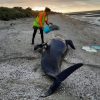 DOZENS OF PILOT WHALES DIE AT NOTORIOUS NEW ZEALAND BEACH