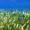 The largest known plant on Earth, roughly three times the size of Manhattan has been discovered.