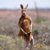 An Australian man has died after being attacked by a kangaroo he had been keeping as a pet