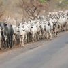 SUSPECTED HERDSMEN KILL SCORES IN EBONYI COMMUNITY